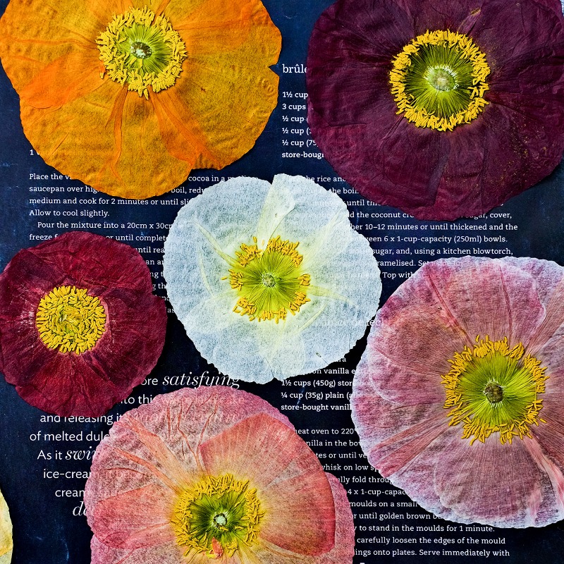 Resin Art Baby - 1 Stück, Natur-Mohnblumen Getrocknete Blumen für