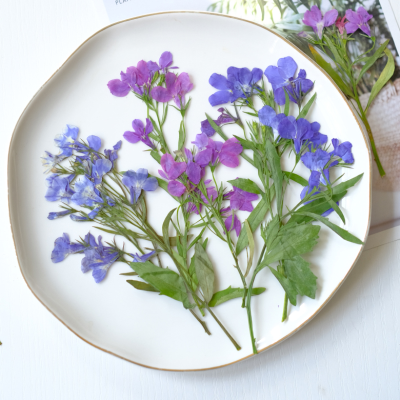 Resin Art Baby - 6 Stück/8–13 cm, natürliche Lobelia Erinus,
