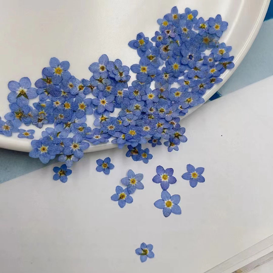 60 Stück Mini-Getrocknete Blum – Resin Art Case Bewertung und Preis
