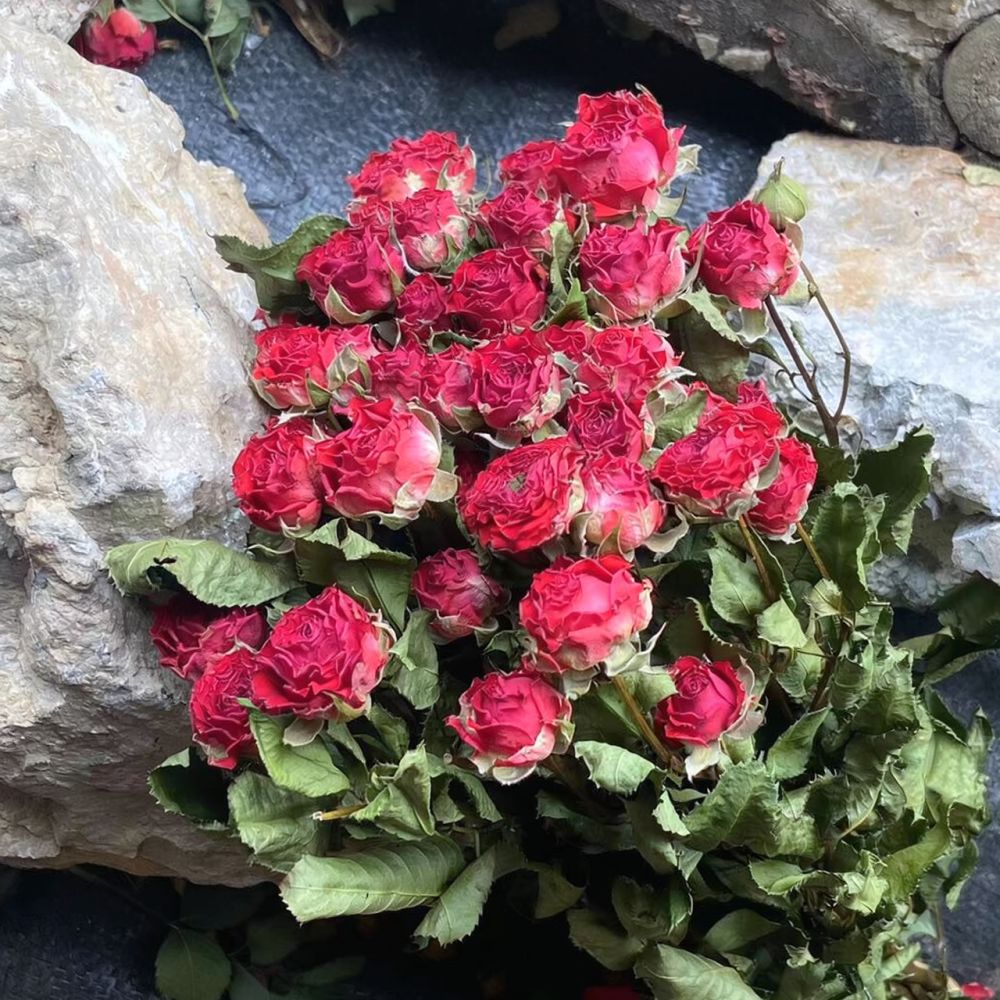 Natürlich konservierter, getro – Resin Art Rose Bewertung und Preis