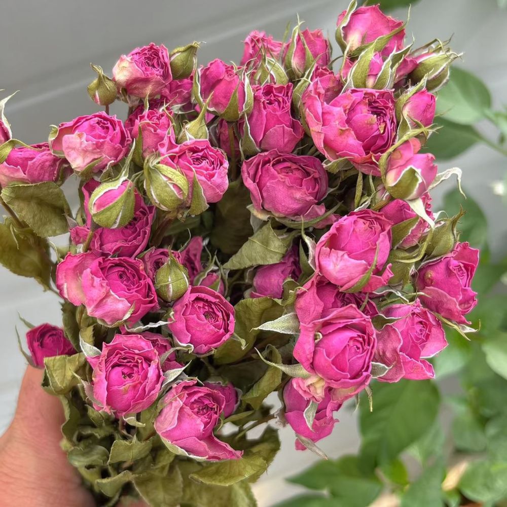 Natürlich konservierter, getro – Resin Art Rose Bewertung und Preis