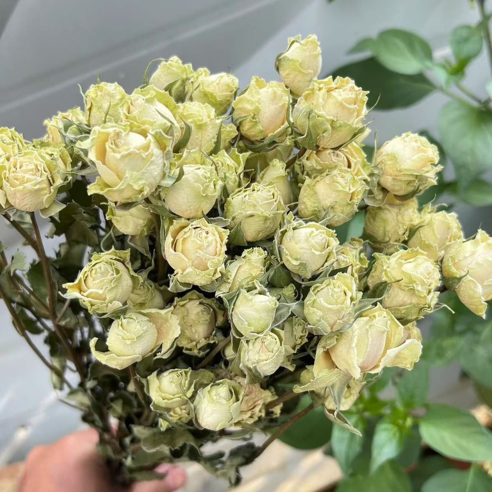 Natürlich konservierter, getro – Resin Art Rose Bewertung und Preis