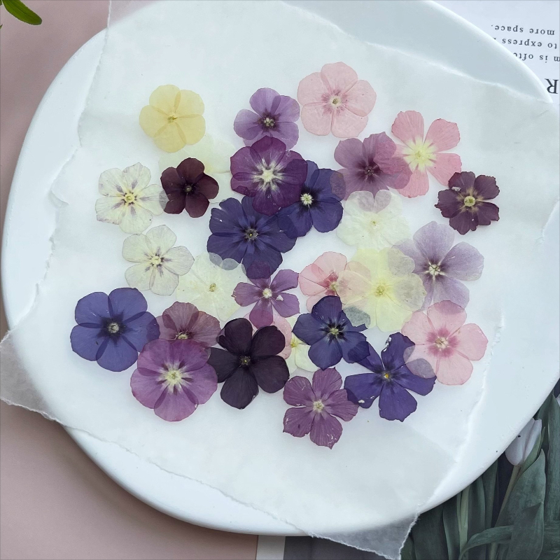 12 Stück, halbtransparente Nis – Resin Art Case Bewertung und Preis